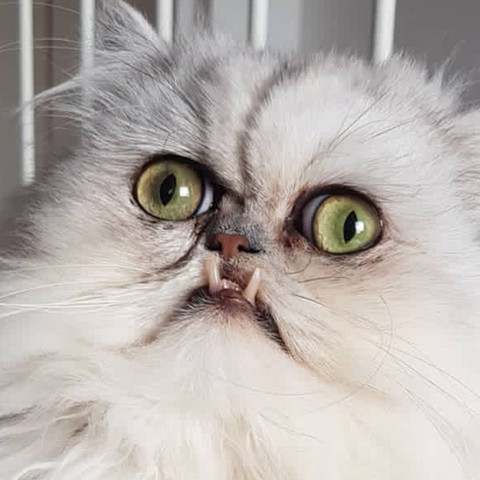 Wie Heisst Das Katze Mit Fehlbildung Gesundheit Und Medizin Tiere Zahne