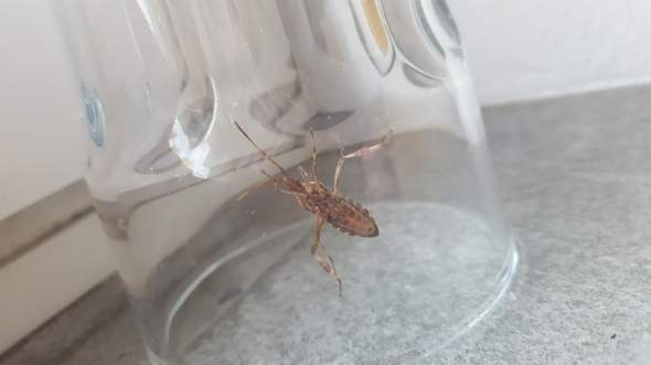 - (Tiere, Insekten, Krabbeltier)