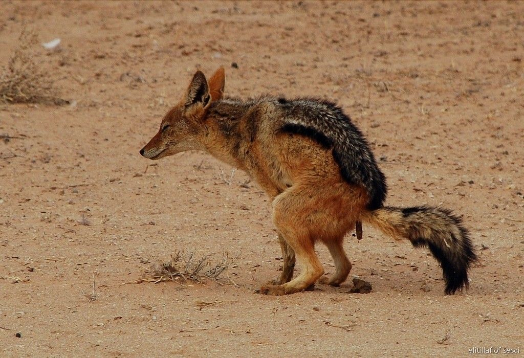 Was Heisst Das Auf Englisch wie heißt das Tier auf Deutsch und auf Englisch? (Tiere, Sprache