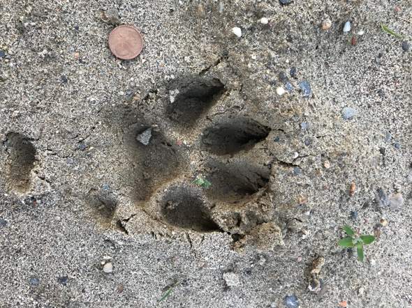 - (Tiere, Spuren)