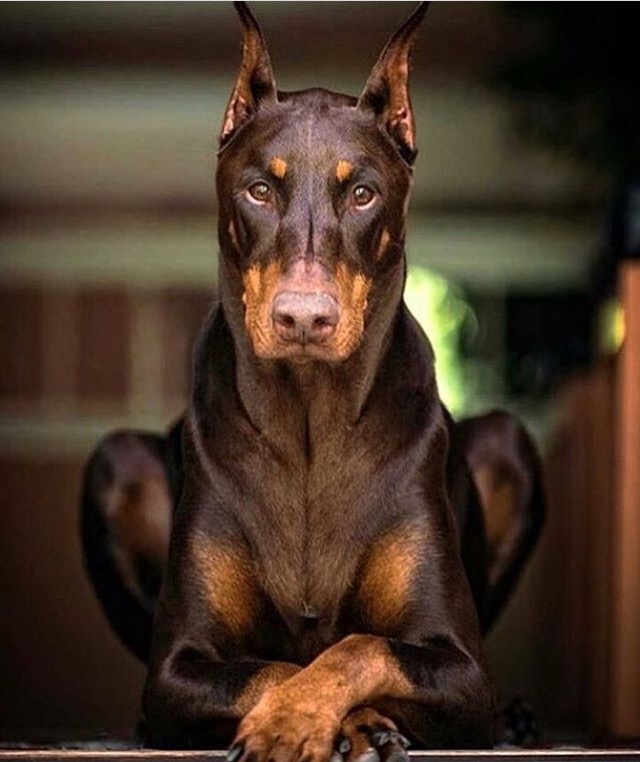 Wie heißt der abgebildete Hund? (Hunderasse, welches)