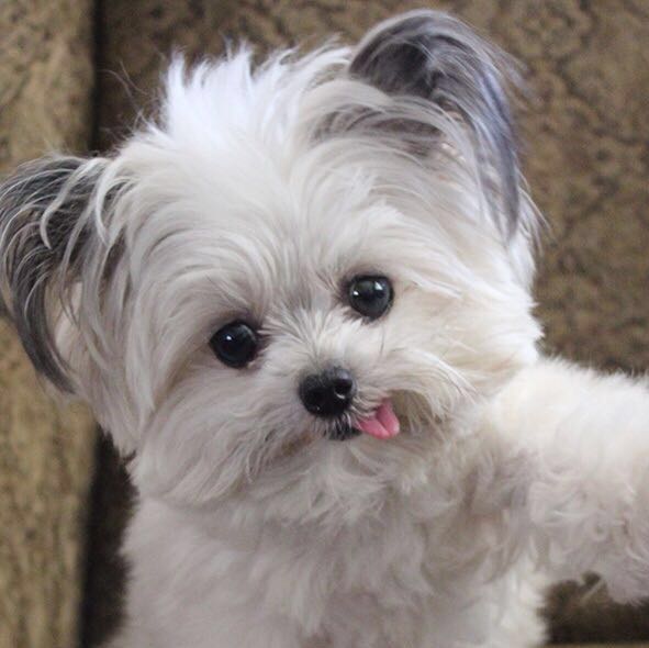 Wie heißt der Hund (Hunderasse)?