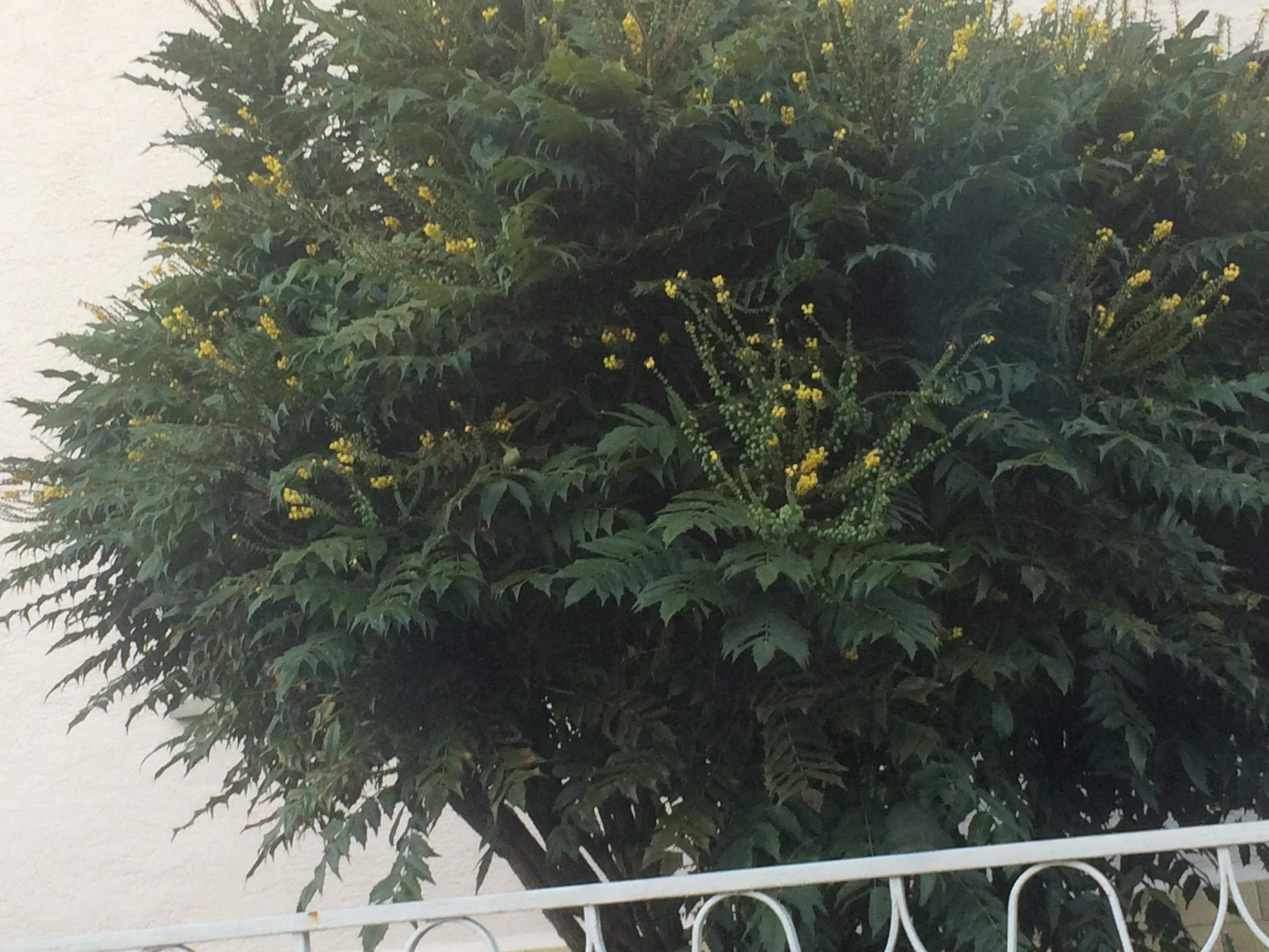 Wie heißt der Name dieser gelb blühenden Pflanze auf dem Foto? (Pflanzen, Garten, Gärtner)