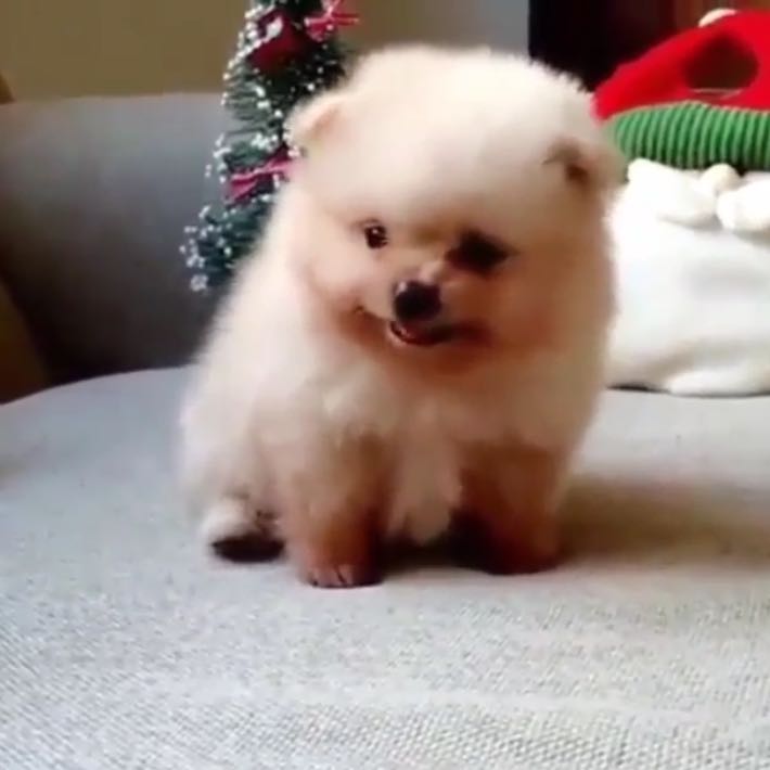 Wie heißt der süße Hund bzw. diese Hunderasse? (Hunderassen)