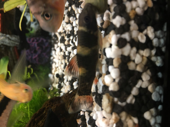 Wie heißt der Wels? Ist es ein Männchen oder ein Weibchen? (Fische,  Aquaristik, Welse)