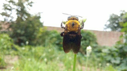 - (Tiere, Natur, fliegen)