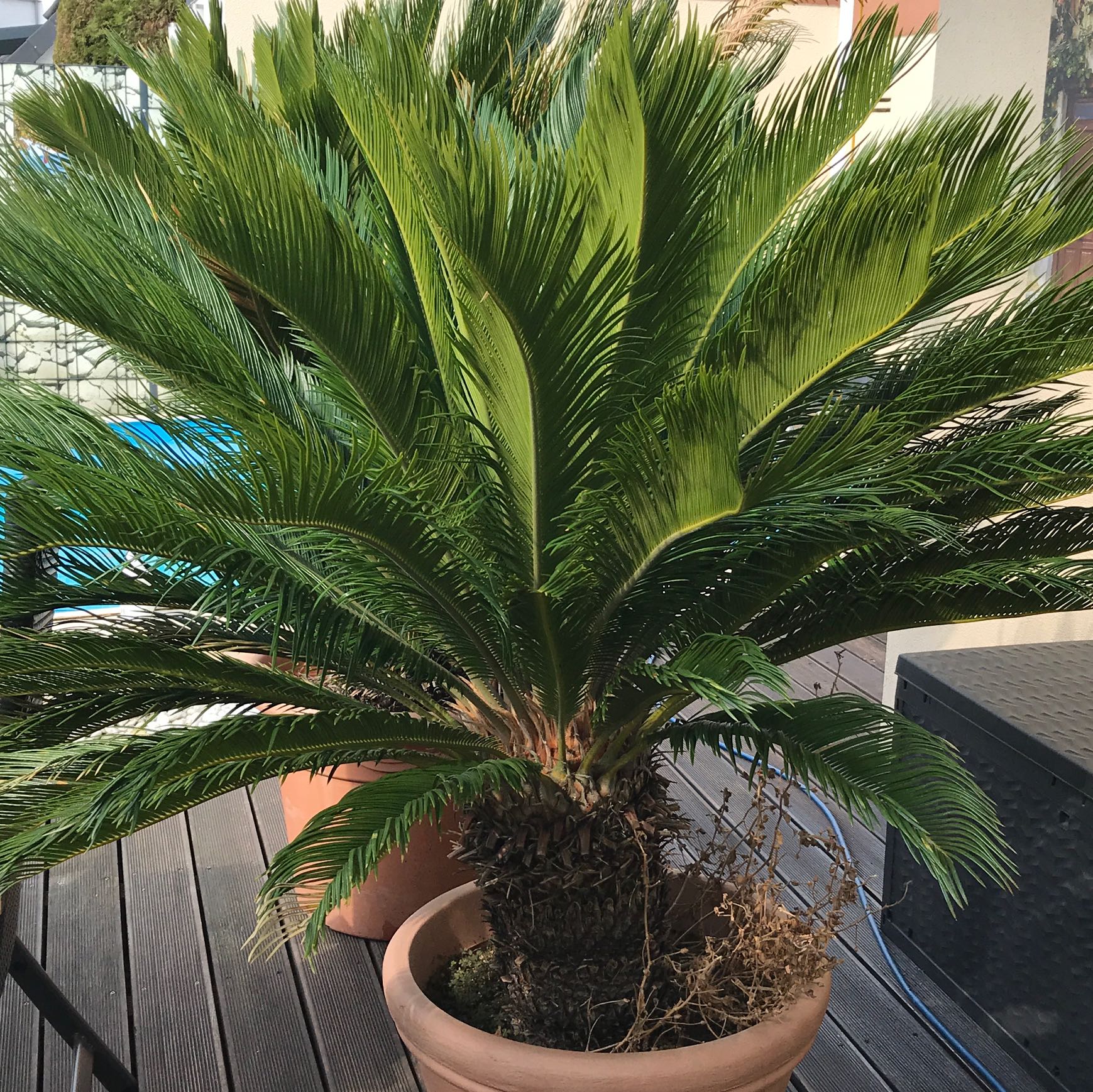 Wie heißt die auf dem Bild dargestellte Palme? (Garten, Natur, Frühling)