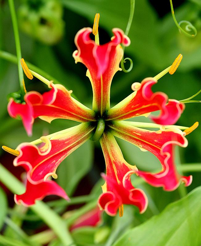wie heißt die blume und woher kommt die blumer urspünglich? (Natur, Blumen)
