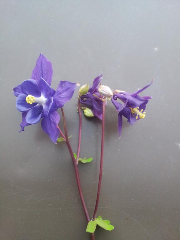 Wie heißt die Blume? wächst wild (Garten, Pflanzen, Hobby)