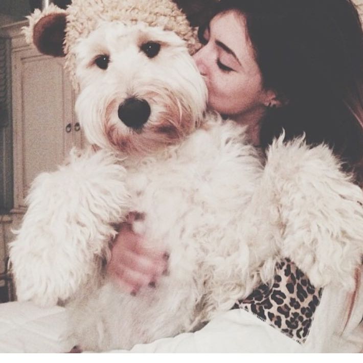 Wie heißt die Hunde Rasse? (Hund, Hunderasse)