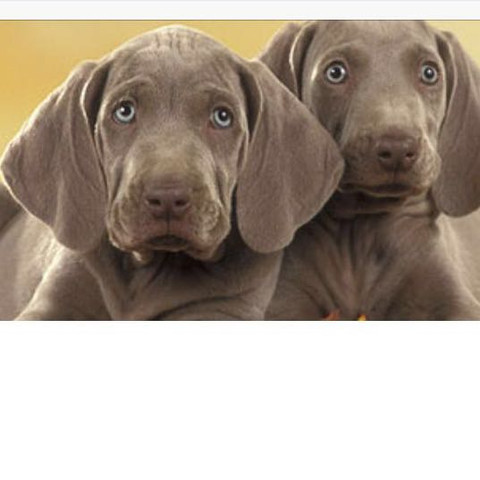 Das sind die Hunde - (Hund, Rasse, Hunderassen)