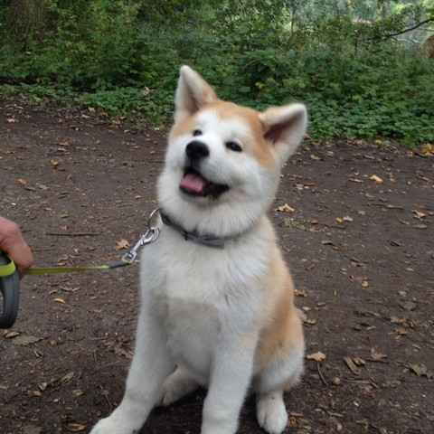 Hab ich erst getroffen - (Tiere, Hund)