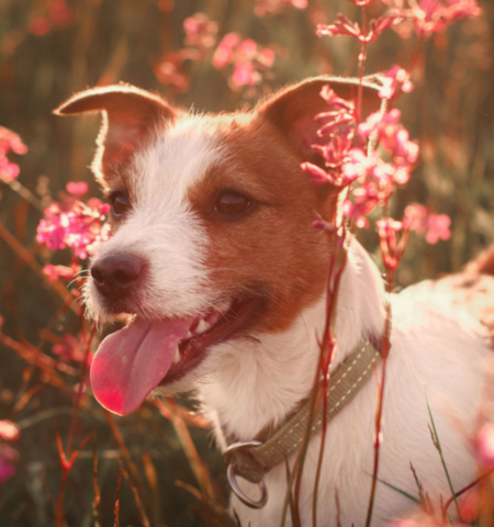- (Hund, Hunderasse)