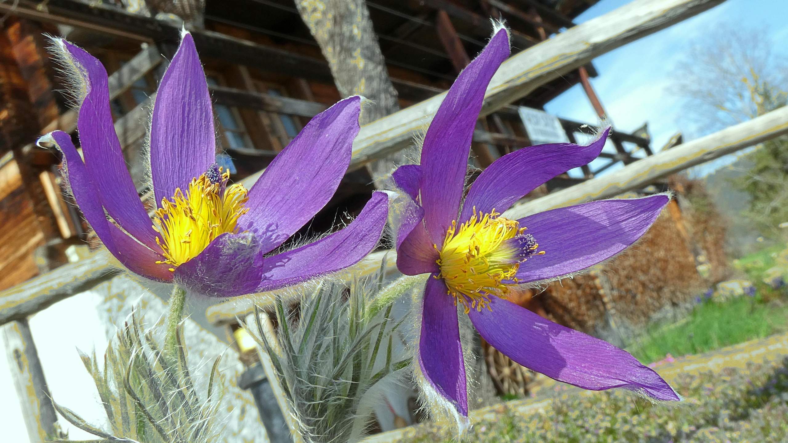 wie heisst die Pflanze / Blüte? (Garten, Blumen, Pflanzenbestimmung)