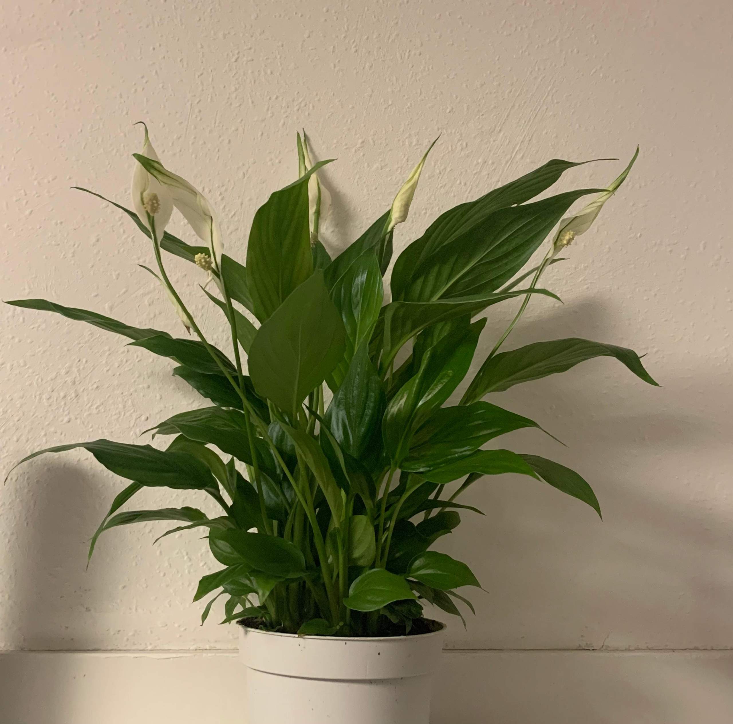 Wie heißt die Pflanze? (Blumen, Pflanzenpflege, Zimmerpflanzen)