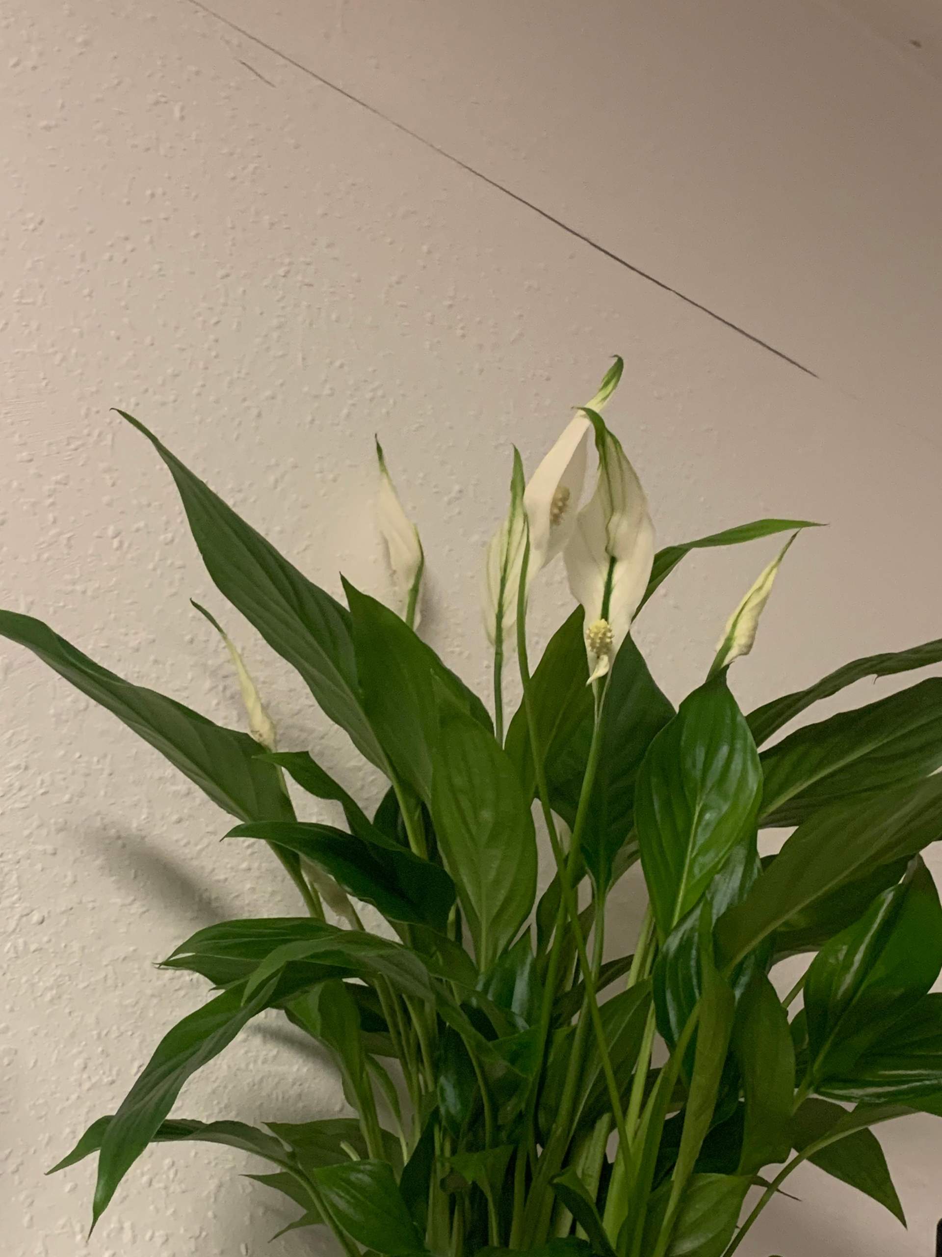 Wie heißt die Pflanze? (Blumen, Pflanzenpflege, Zimmerpflanzen)