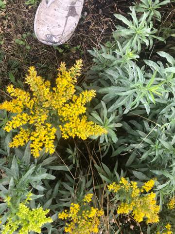 - (Pflanzen, Garten, Blumen)