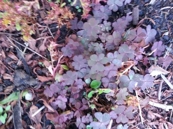 Wie heißt die Pflanze? (Unkraut)? (Garten)