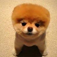 Was HeiГџt Boo Was HeiГџt Boo
