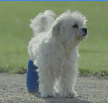 Dieses kleines süsse Hündchen ist gemeint... - (Hund, Hunderasse)