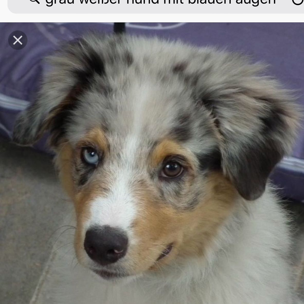 Wie heißt die Rasse solcher Hunde (Bild)? (Hund)