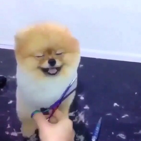 Süüüüüß - (Tiere, Hund, Hunderasse)