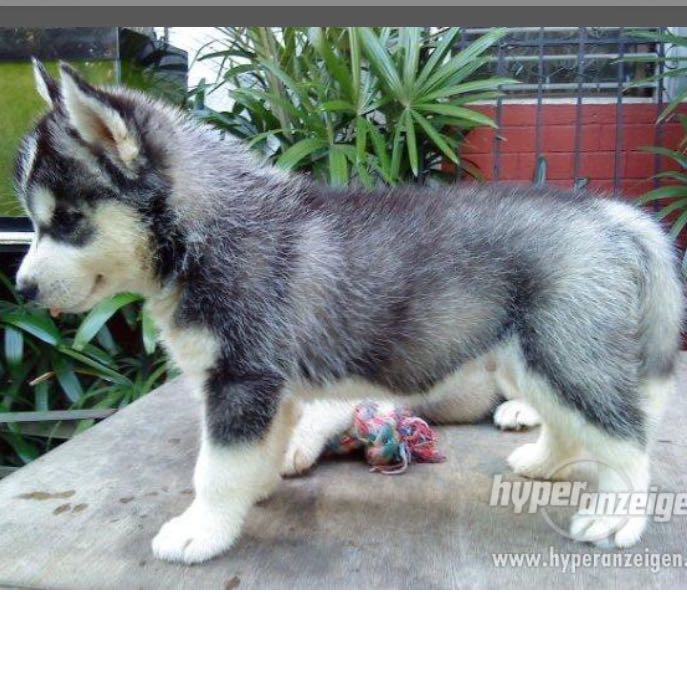 wie heisst diese art von husky hund hunderassen