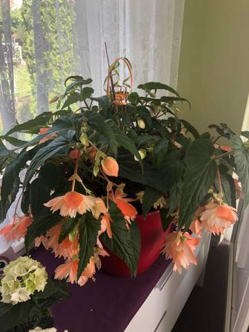 Schone Textrahmen Aus Orchideenblumen Aquarell Exotische Pflanze