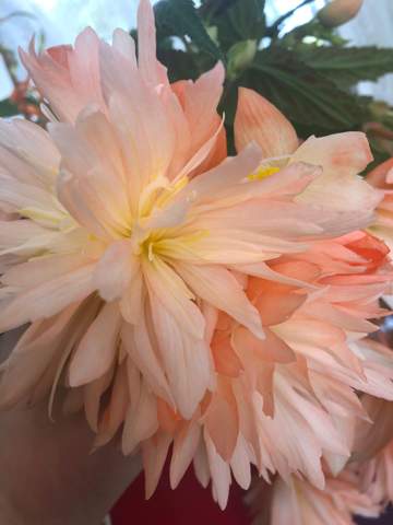 Minigartchen 2018 Teil 3 Sommer Page 27 Mein Schoner