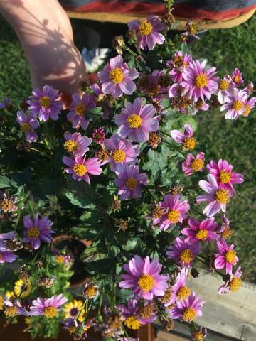 - (Pflanzen, Garten, Blumen)