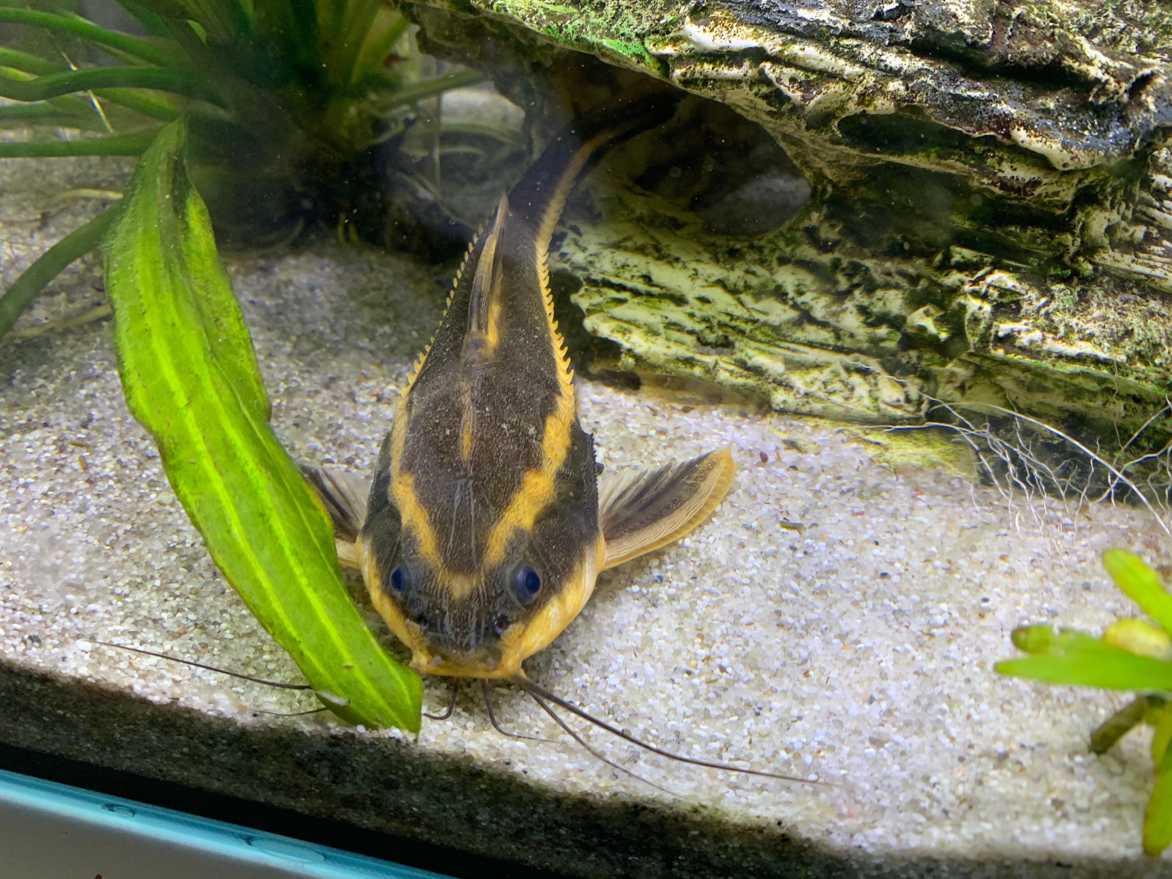 Wels Füttern Im Aquarium _ Fütterung Welse im Urlaub – LGFDF