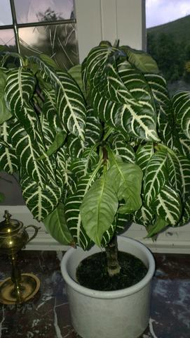 Wie heißt diese grün weiße Zimmerplanze (Pflanzen, Zimmerpflanzen)