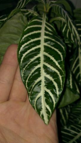 Grün-weiße Zimmerpflanze