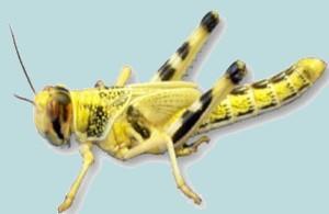 Heuschrecke - (Tiere, Insekten, Art)