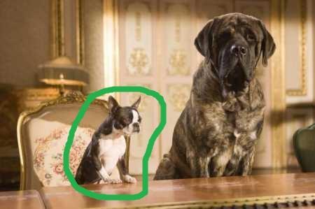 hier ist sie :D - (Film, Tiere, Hund)