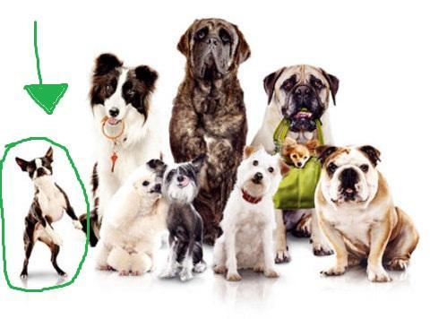 und hier - (Film, Tiere, Hund)