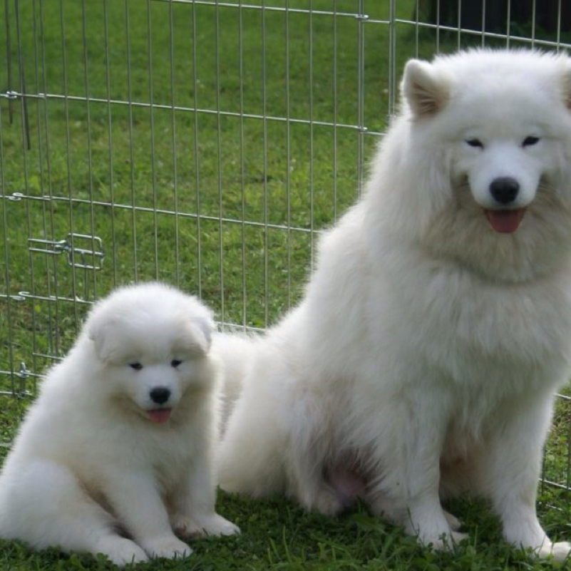 Wie heißt diese Hunderasse Hunde (Hund, Rasse)