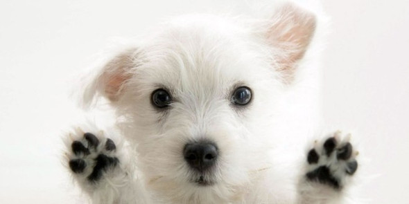 Wie heißt diese Hunderasse? - (Hund, Hunderasse)