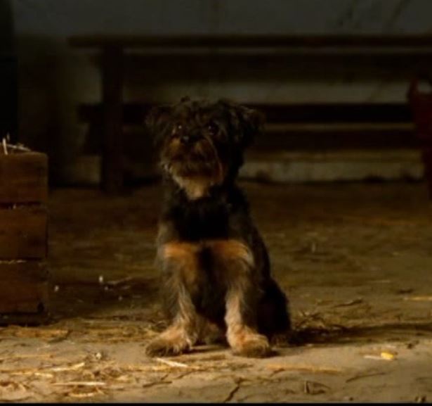 Wie heißt diese Hunderasse aus dem Film der Gestiefelte Kater ? (Filme