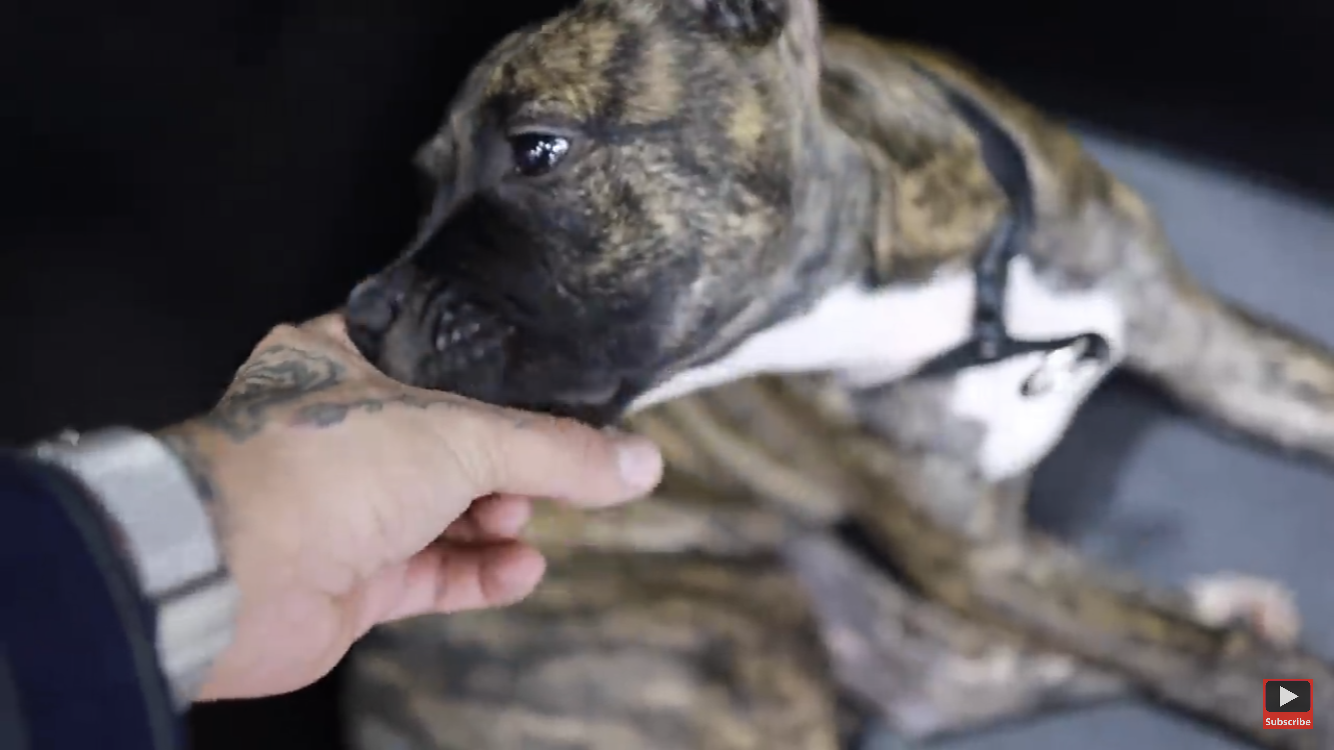 Wie heisst diese Hunderasse (Biild)? (Tiere, Hund, Haustiere)