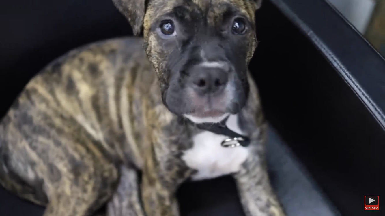 Wie heisst diese Hunderasse (Biild)? (Tiere, Hund, Haustiere)