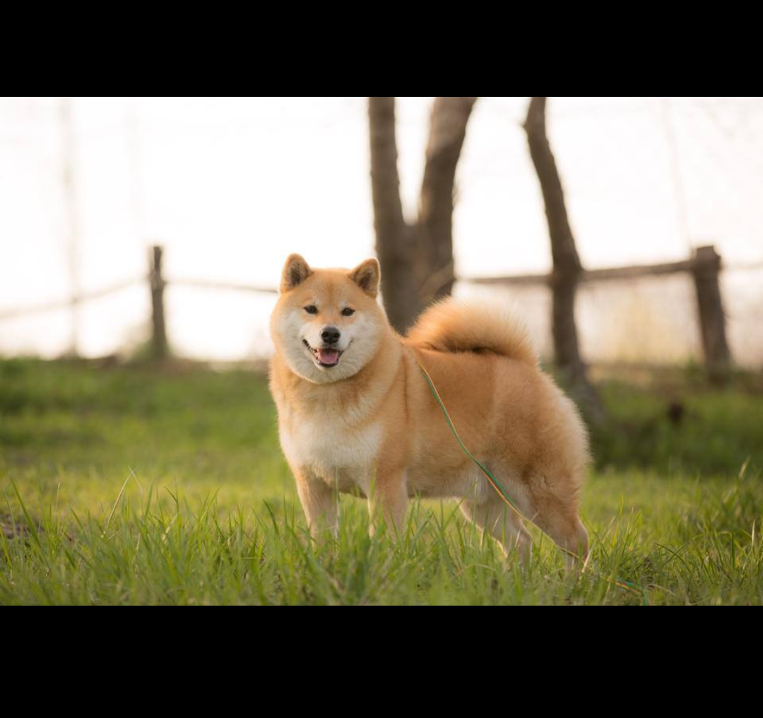 Wie heißt diese Hunderasse denn? (Hund, kaufen, Deutschland)