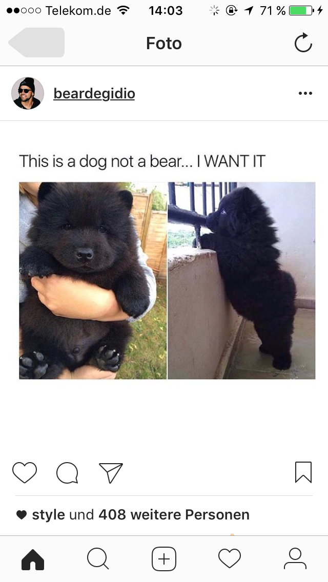 Wie heißt diese Hunderasse die aussieht wie ein Bär? (Tiere, Hund)