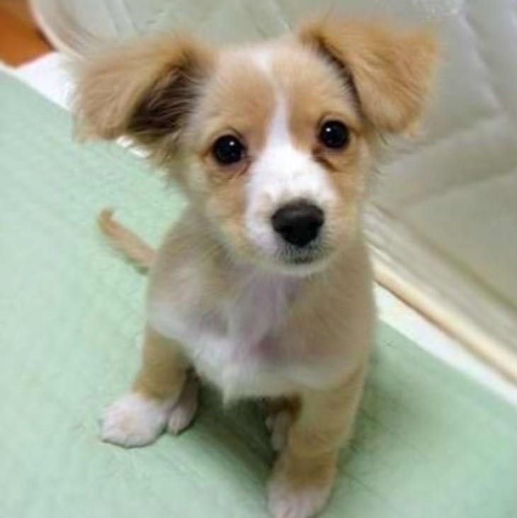 Kostenlose malvorlage hunde: rottweiler zum ausmalen Wie heißt diese Hunderasse? Ist sehr dringend? (Hund, Rasse)