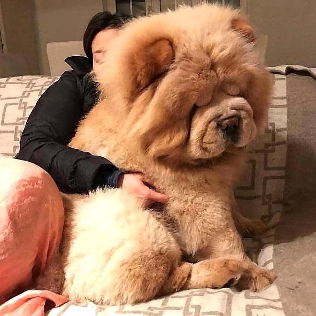 Wie heißt diese Hunderasse und habt ihr paar Infos darüber? (Tiere