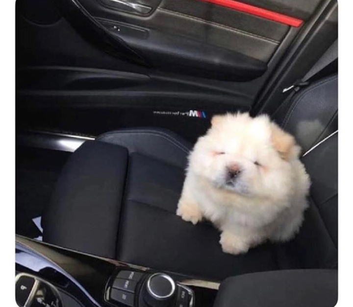 Wie heißt diese Hunderasse und kennt ihr Rassen die seiner ähneln