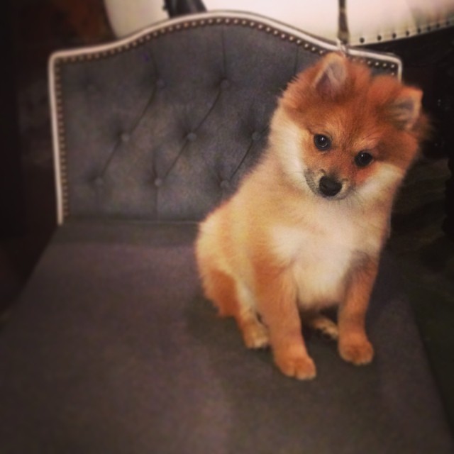 wie heisst diese hunderasse zwergspitz fuchs hund avicii pomeranian
