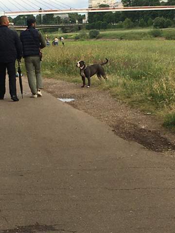 - (Hunderasse, Hundehaltung)