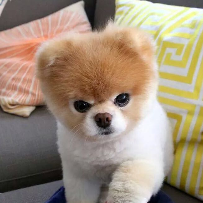 Wie heißt diese Hunderasse? (Liebe, Tiere, Hund)