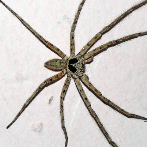 Das ist das zier - (Spinnen, Indonesien)